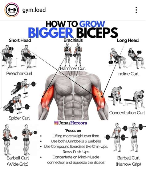 Train your arms with this classic best long head bicep exercise 3 to 4 times a week to build muscle mass and get the long heads working. 8 to 12 reps per set should be a good starting point, regardless of your fitness level. 2. Narrow Grip Barbell Curls. Great for: Targeting the long head of the bicep to build muscle mass for the peak. How to do it: